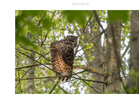 EXPO’NATuraliste “ Bubo bubo, le seigneur de la nuit ”