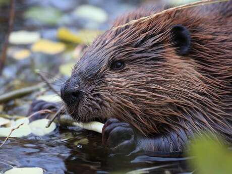 Sur les traces du castor