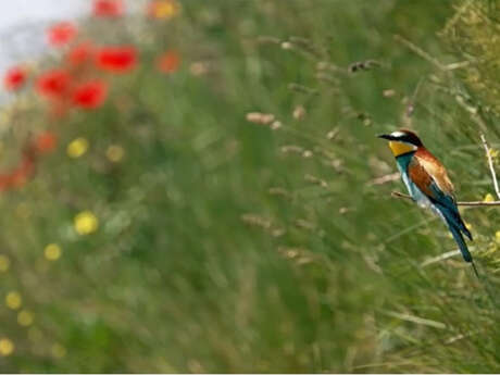Cinéma « Le Vivant qui se défend »