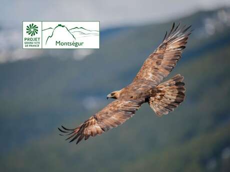 Dis, c'est un aigle ?