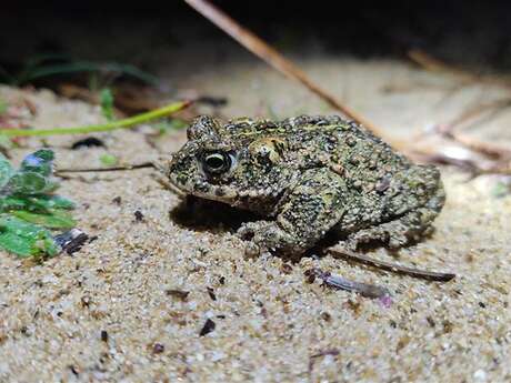 Discovering amphibians