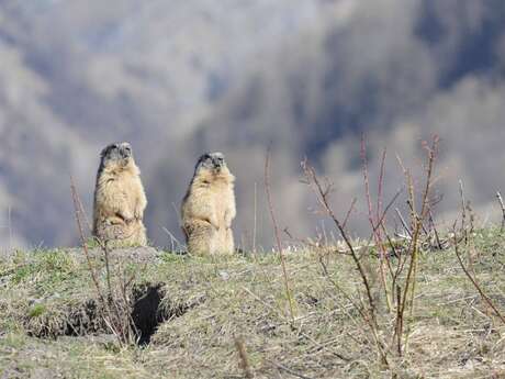 Fête de la nature : à la rencontre des marmottes