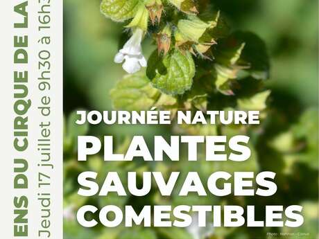 Journée Nature : Plantes sauvages comestibles