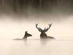 Le chant des forêts - Ciné-animation - Festival "Tous en salle"