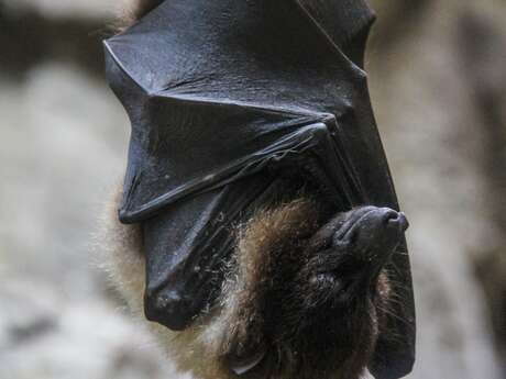 À l’écoute des chauves-souris