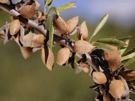 La visite des champs de la nougaterie Silvain