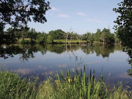 Plans d'eau de la Forêt de Lespinasse