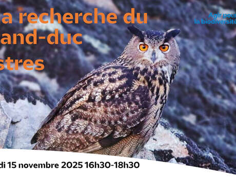 Sortie nature : A la recherche du grand duc