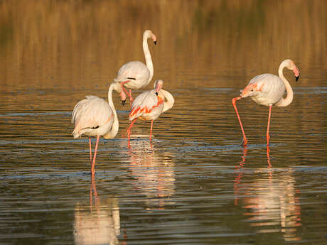 Éco-balade : Rassuen, refuge d'oiseaux entre ciel et étang