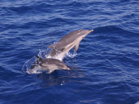 Méditerranée Pêche Découverte