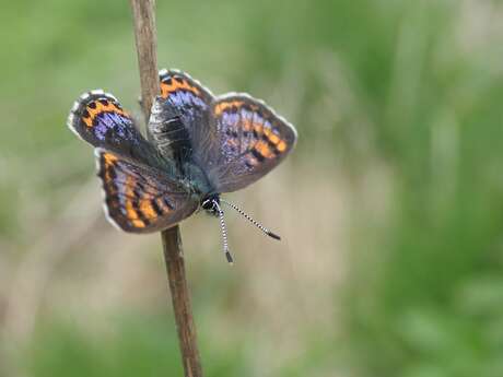 Les mouillères, faune et flore associées dans le Donezan