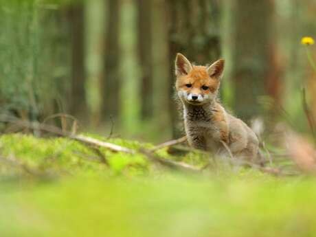 Au labo du Château : À pas feutrés