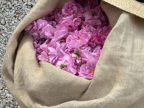 Domaine de la Dame: Besichtigung, Pflücken der Rose Centifolia und Riechsitzung