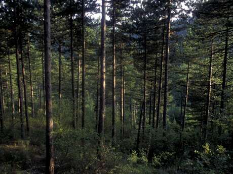 MANOSQUE - En forêt Domaniale de Pélicier