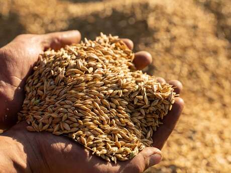 Les Chineurs de Malts - Artisans Distillateurs