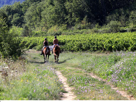 Balade à cheval dans le Vaucluse