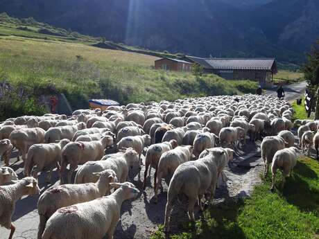 Journée Amontagnage des brebis