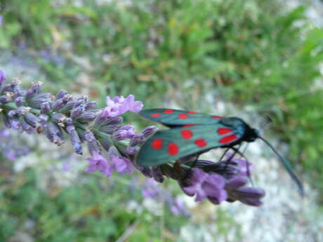 Sortie découverte de l'entomologie