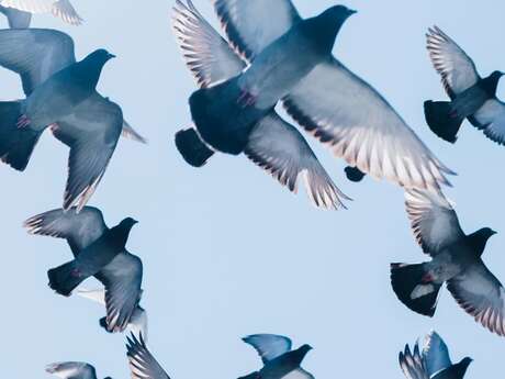 Animation - Sortie ornithologique au parc de la Légion d'honneur