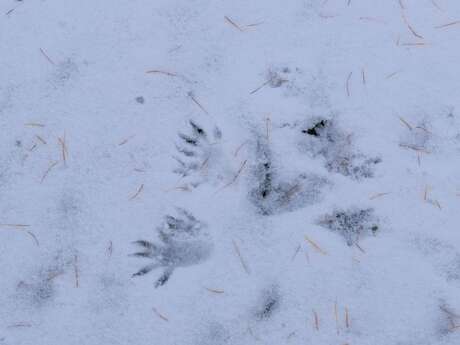 Atelier traces du Parc national des Ecrins