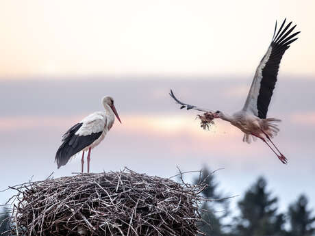 Observation : La vie secrète de la cigogne blanche