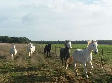 Stage et leçons d'équitation par le haras des evières