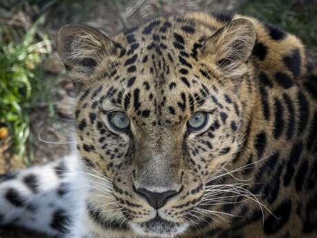 Parc Animalier d'Auvergne