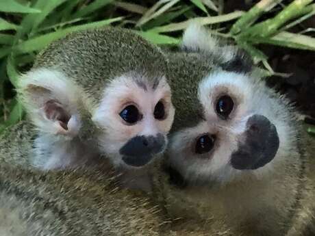 Visite guidée du Jardin Zoologique Tropical