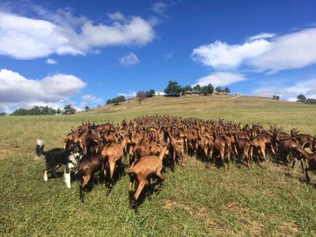 Les Chèvres d'Arzeliers