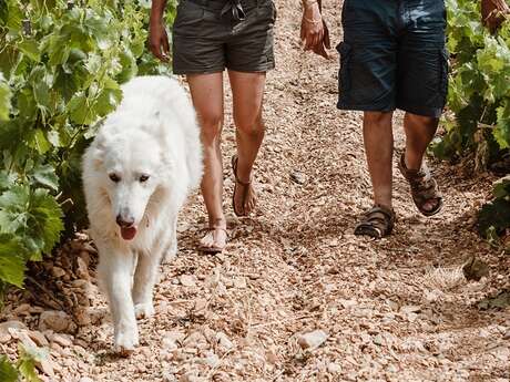 La balade vigneronne du Chant des Loups