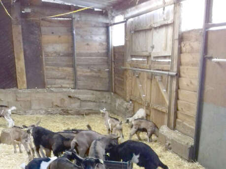 Chèvrerie d'Allauch