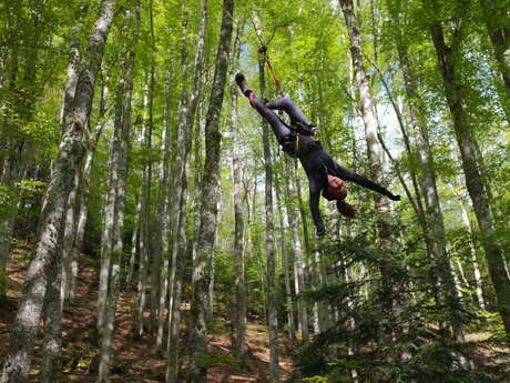 Grimpe d'arbres