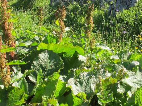 Plantes utiles des Alpes