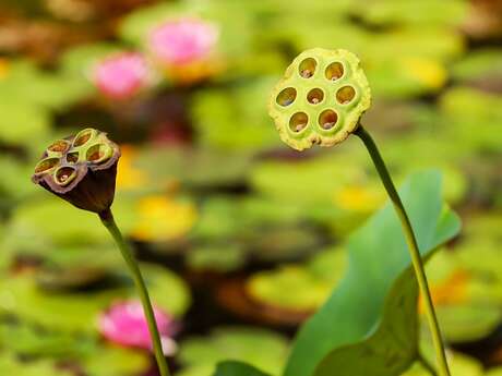 Trocs de graines et de plants