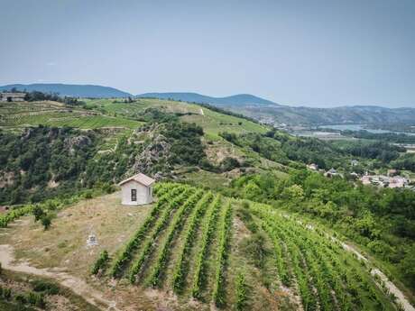 Apéro Vignes au Domaine Anthony Paret