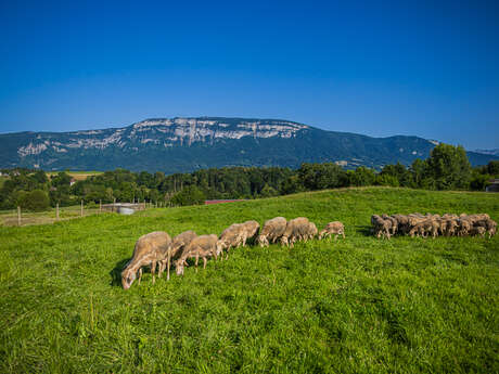 La Bergerie des hauts du lac