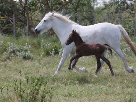 Mas de la Cure - Maison du Cheval Camargue