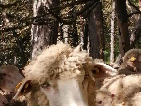 GAEC de Campi: Merino wool and by-products, and lamb meat