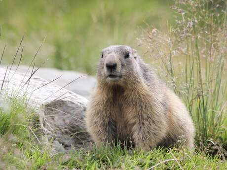 Association des loueurs en meublés Les Marmottes