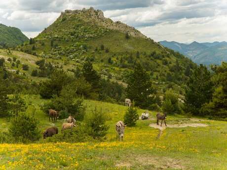 Le Pied du Mulet (N°15)