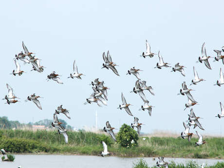 Sortie dans les marais périurbains de Rochefort