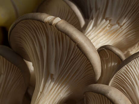 Médiathèque : Atelier culture des champignons