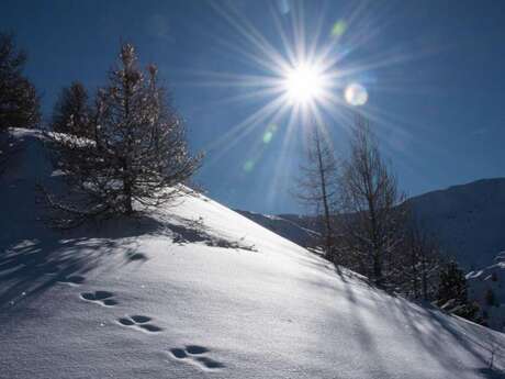 Rdv avec un garde-moniteur : Traces et indices de la faune en hiver