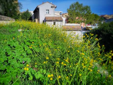 Balade thématique sur les plantes sauvages