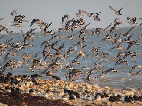 Point d'observation des oiseaux - Rivedoux-Plage