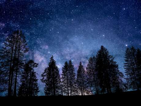 Summer rendezvous: A night in nature - Bats