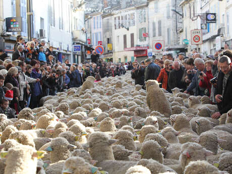 Party of shepherds and the Traditions in Istres