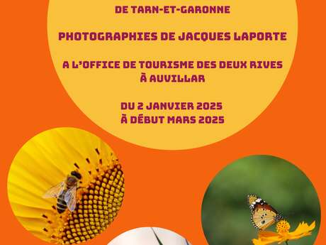 Exposition "Le petit monde des insectes" de Tarn et Garonne Du 2 janv au 15 mars 2025