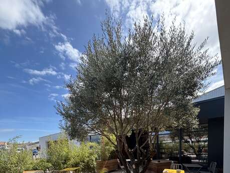 The literary garden of Librairie Quillet