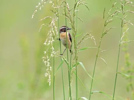 Pájaros invisibles de los valles bajos